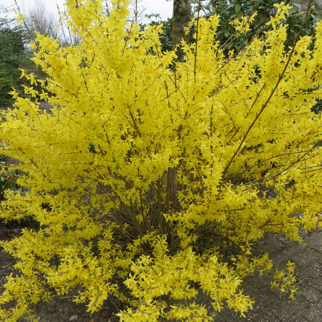 Forsythia intermedia Goldzauber