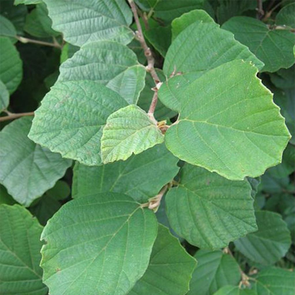 Fothergilla gardenii - Fothergille de Garden