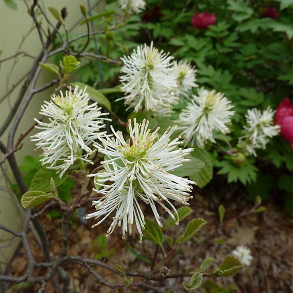 Fothergilla gardenii - Fothergille de Garden