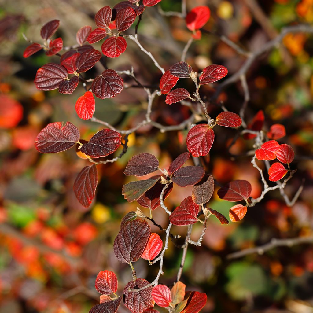 Fothergilla gardenii Suzanne