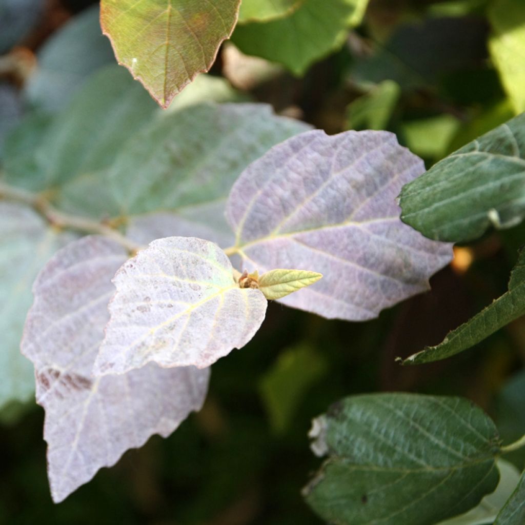 Fothergilla intermedia Blue Shadow