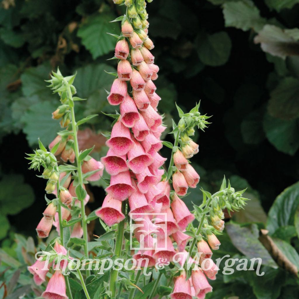 Digitalis mertonensis Summer King (semillas) - Dedalera