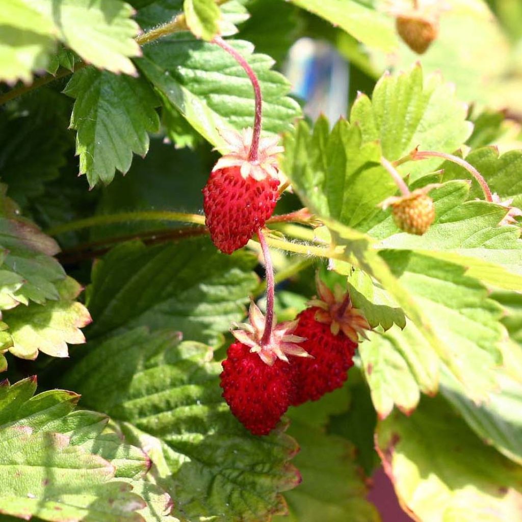 Fragaria vesca Alexandria - fraisier des bois