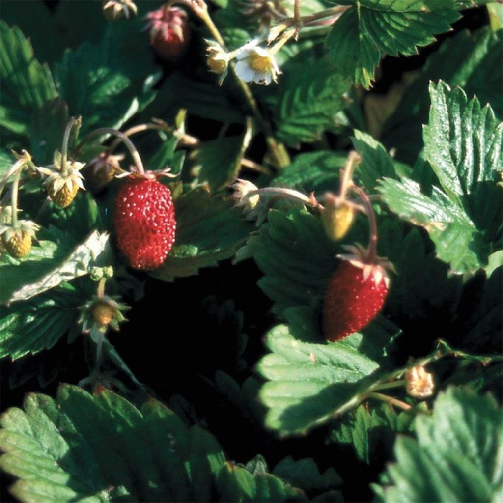 Fraisier des 4 saisons -  Fraise des bois