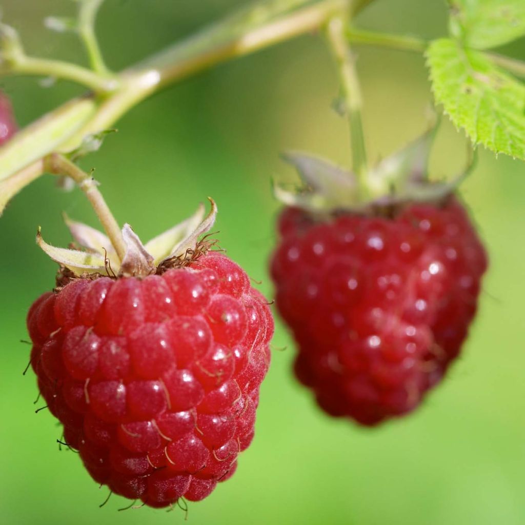 Framboisier Délice de framboise (remontant) Bio