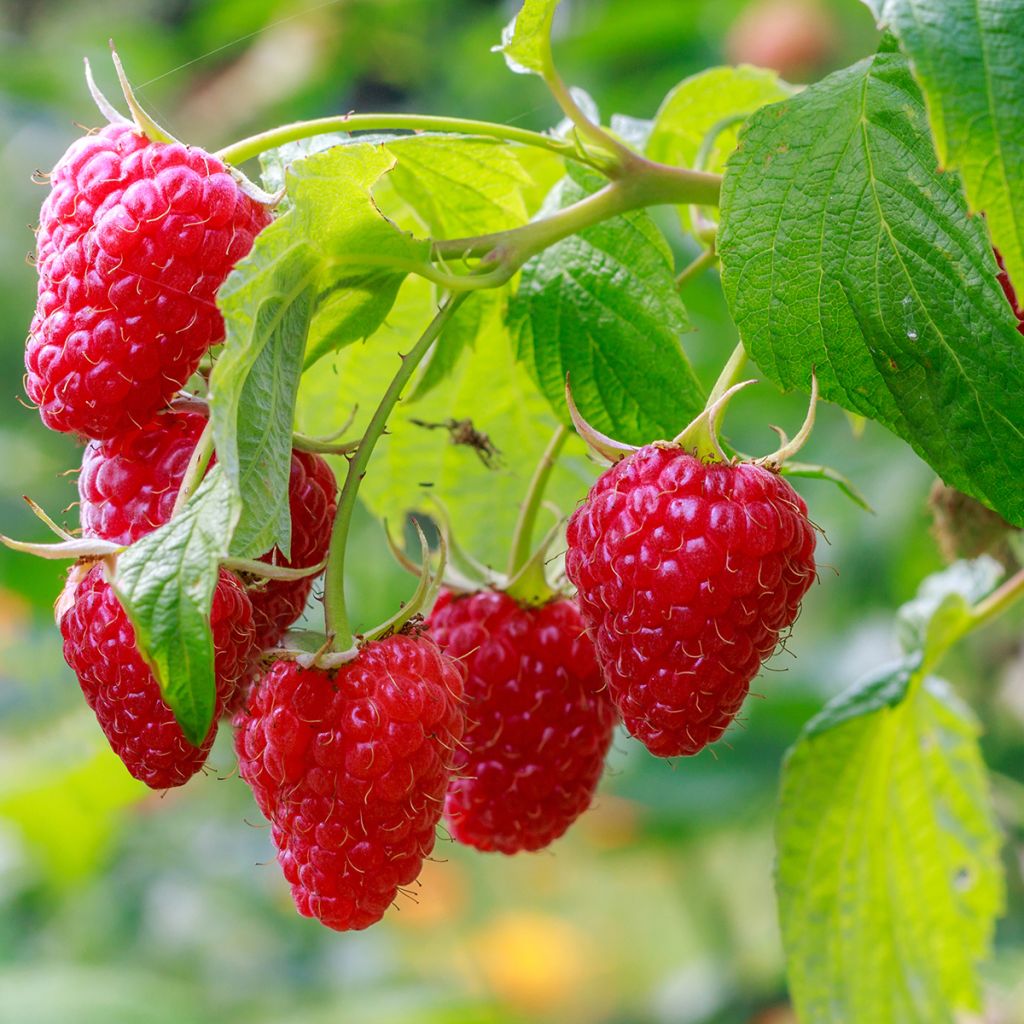 Framboisier remontant Frambélise - Rubus idaeus