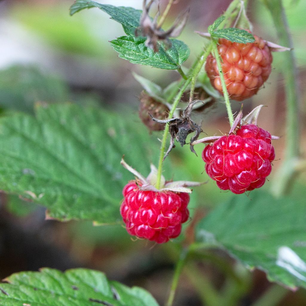 Framboisier remontant September - Rubus idaeus  Touffe en racines nues