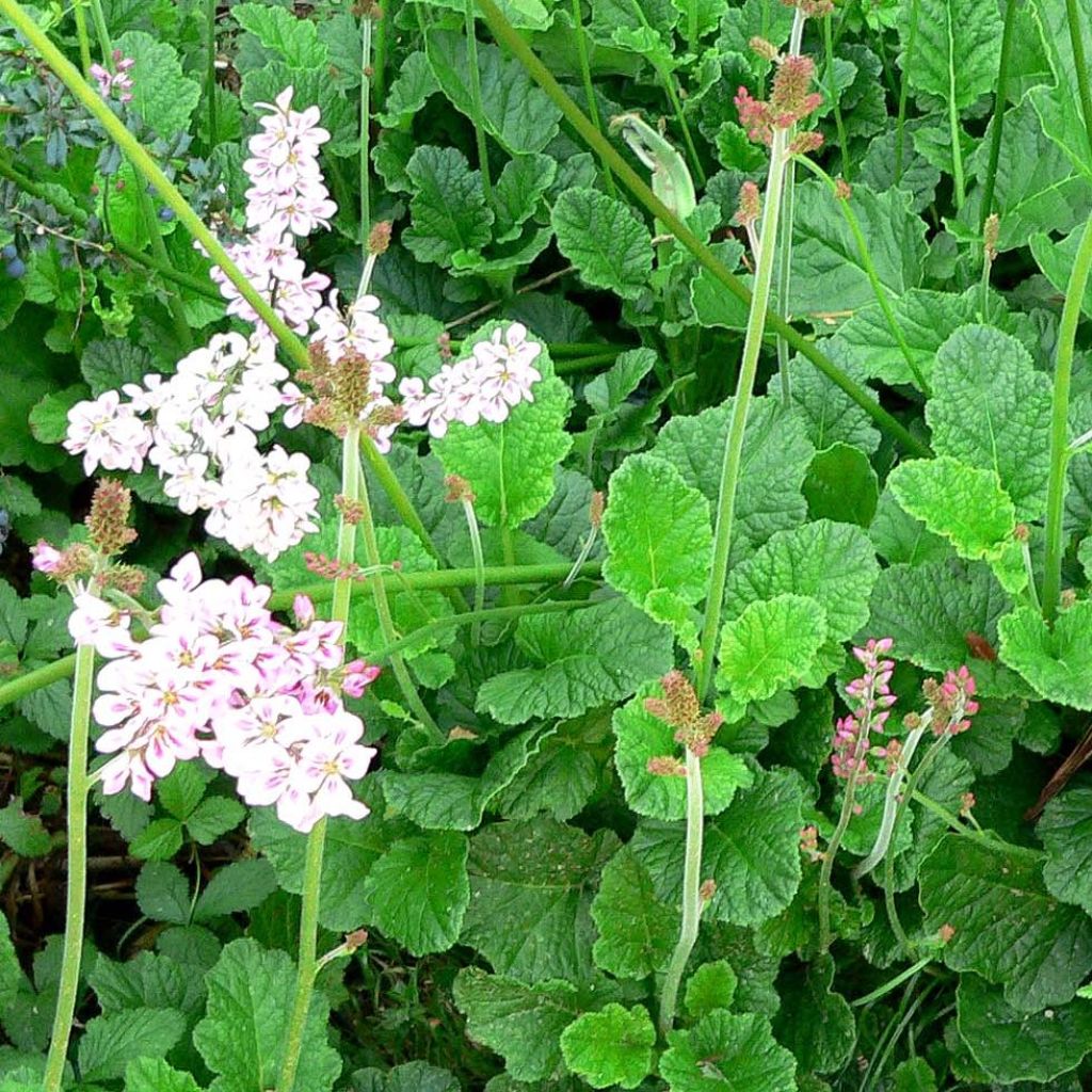 Francoa ramosa