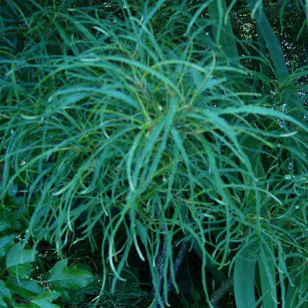 Rhamnus frangula Asplenifolia - Arraclán