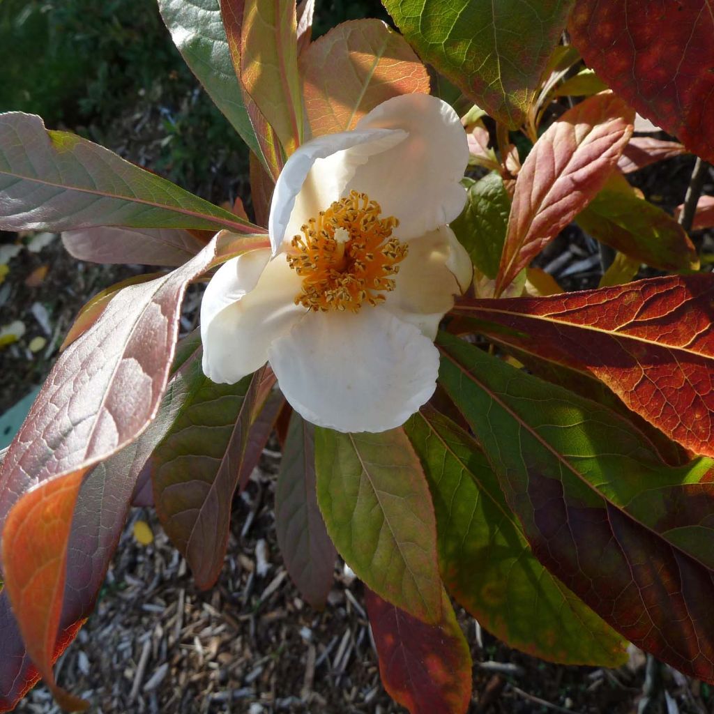 Franklinia alatamaha - Arbre de Franklin