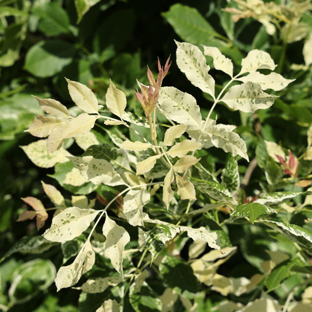 Fraxinus americana Hunky Punk - White ash, American ash