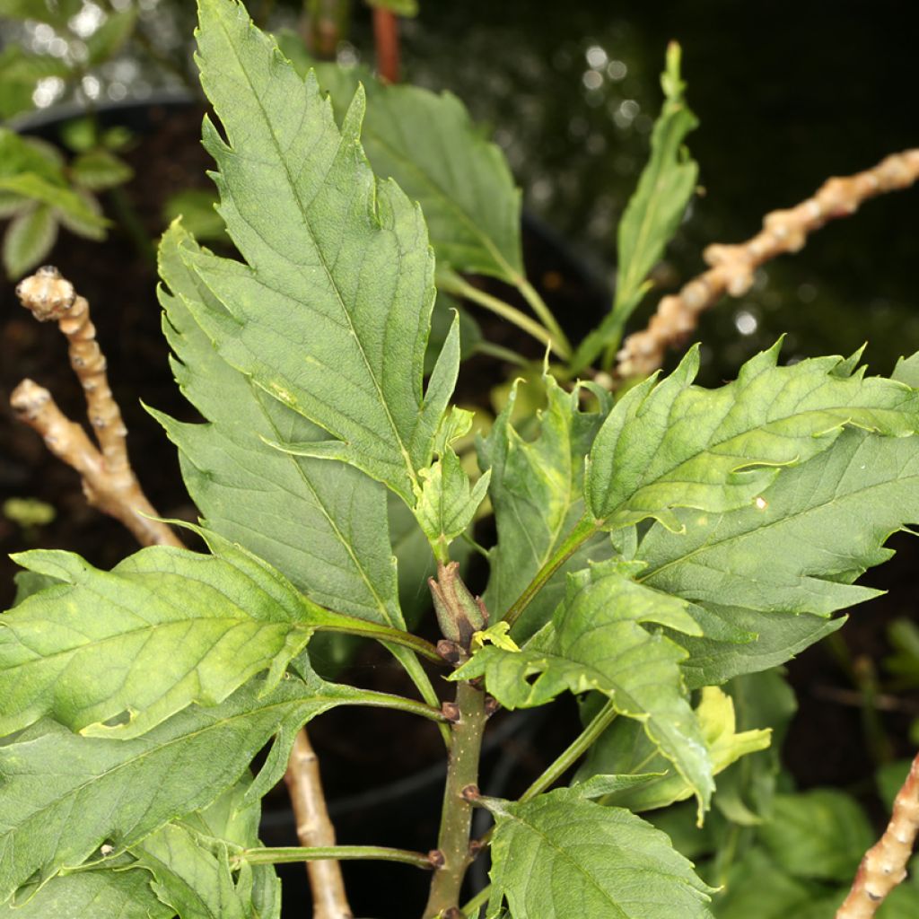 Fraxinus angustifolia Heterophylla Laciniata - Narrow-leaved Ash, Southern Ash