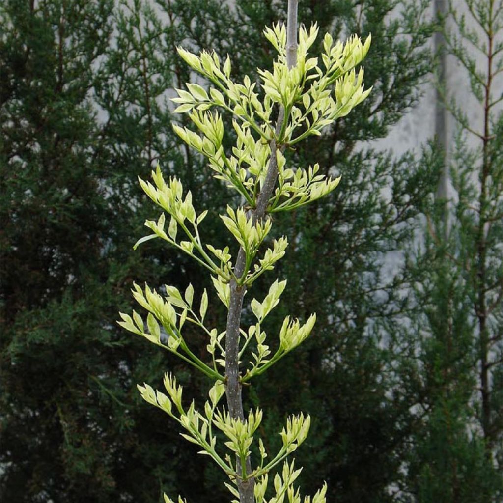 Fresno de hoja estrecha - Fraxinus angustifolia Variegata