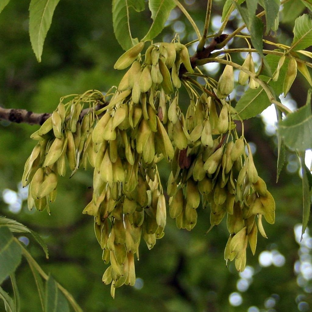 Fraxinus excelsior - Frêne commun