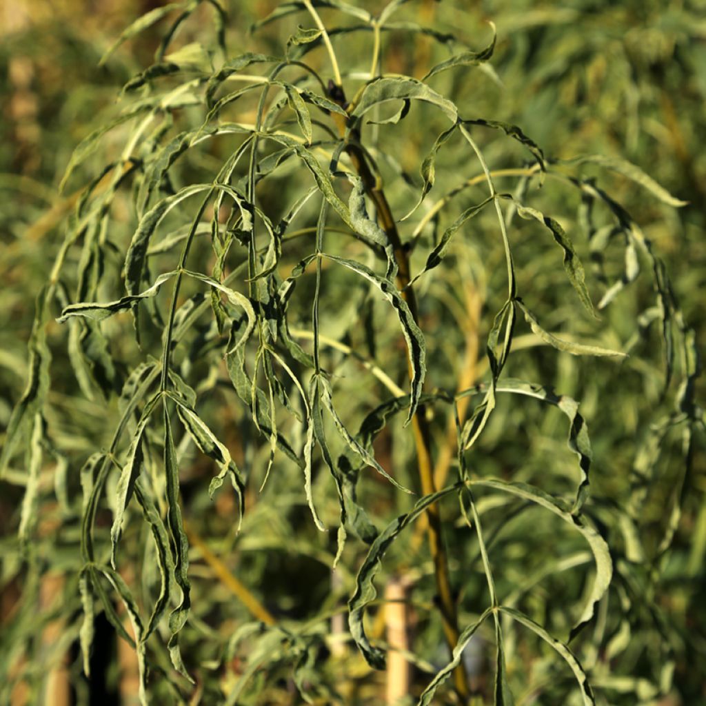 Fraxinus excelsior Aarsee - Fresno norteño