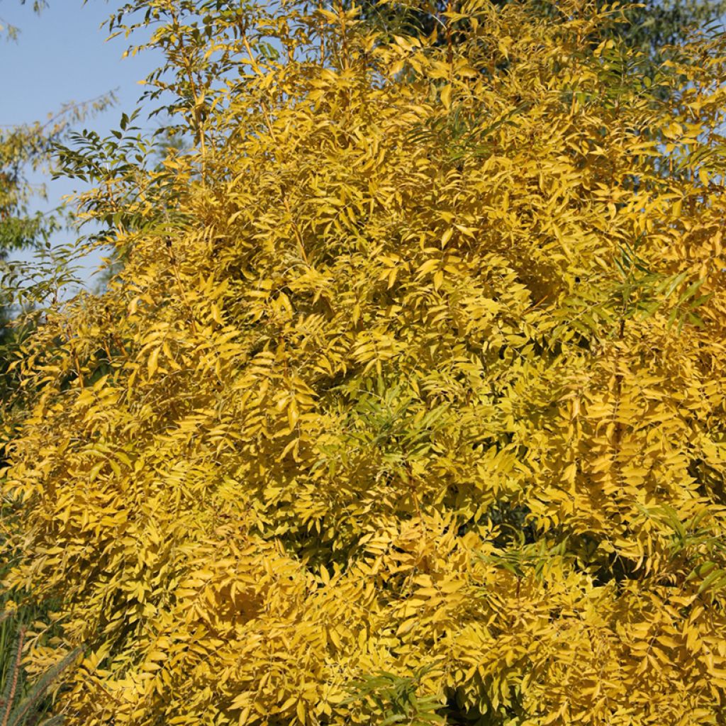 Fraxinus excelsior Allgold - Fresno norteño