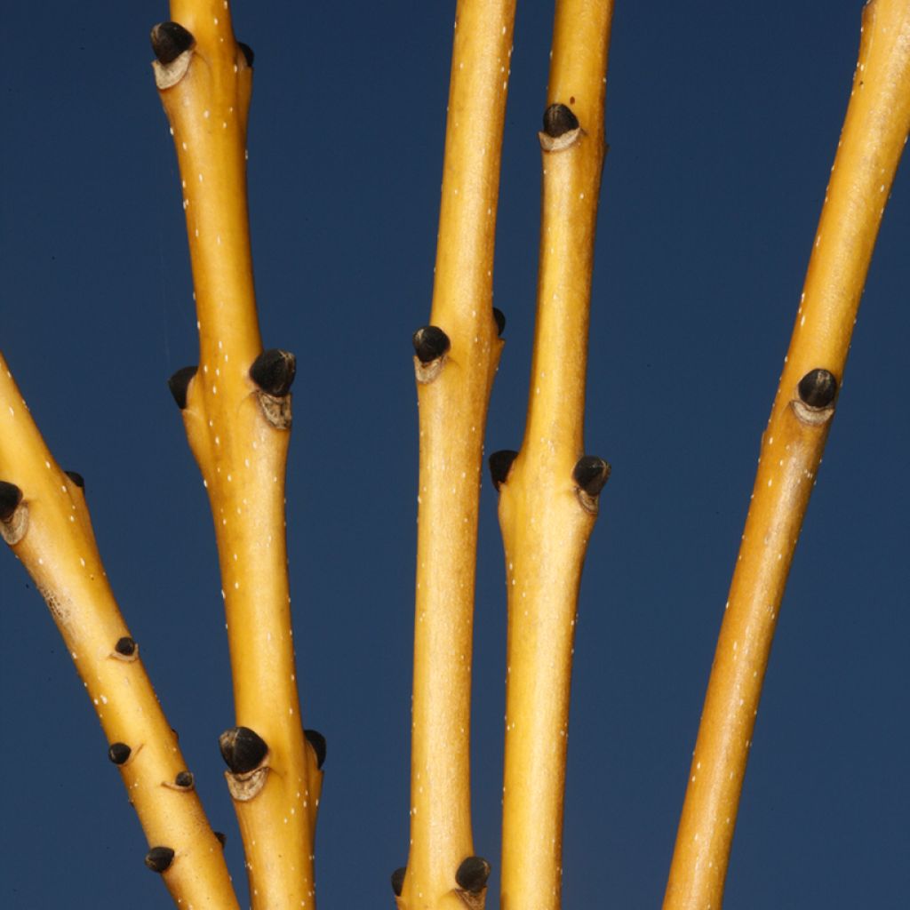 Fraxinus excelsior Allgold - Ash, European Ash, Common Ash