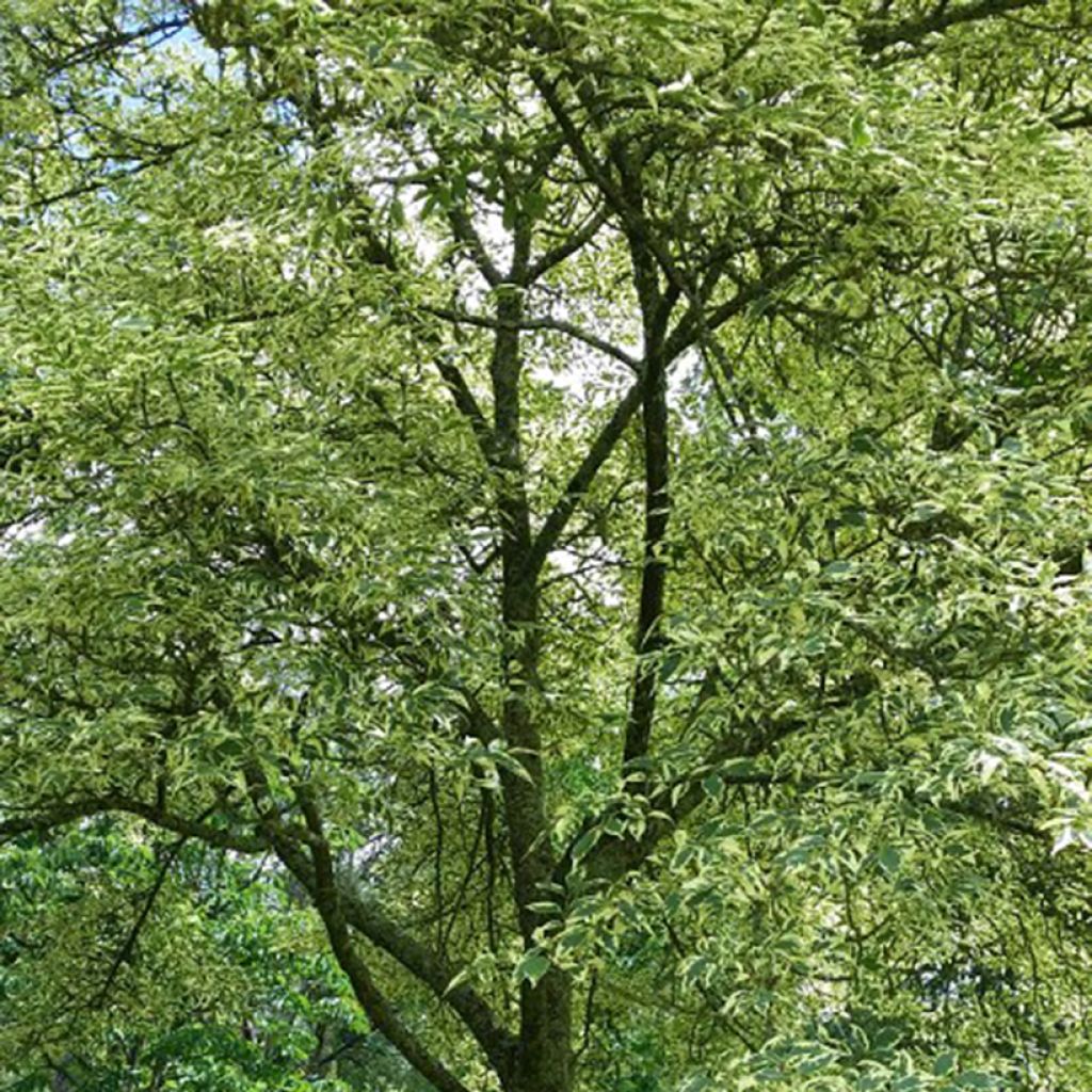 Fresno norteño Argenteovariegata - Fraxinus excelsior