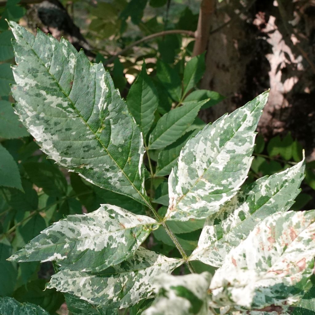 Fresno norteño Crispa Variegata - Fraxinus excelsior