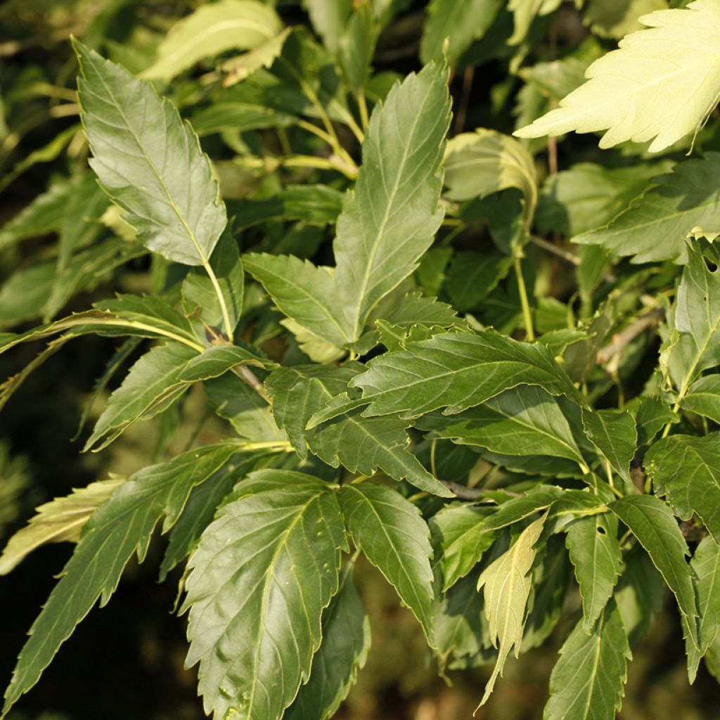 Fraxinus excelsior Zygmunt Krasiński - Fresno norteño