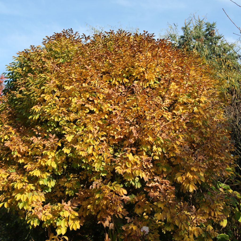 Fraxinus ornus Meczek - Fresno de flor