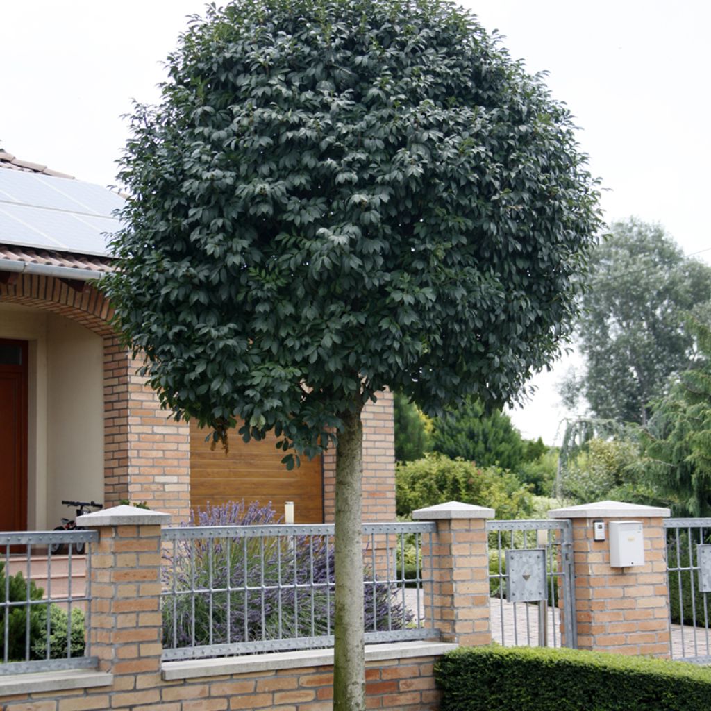 Fraxinus ornus Meczek - Fresno de flor