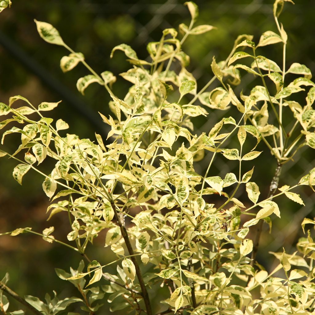 Fraxinus pennsylvanica Argenteomarginata - Fresno rojo americano​