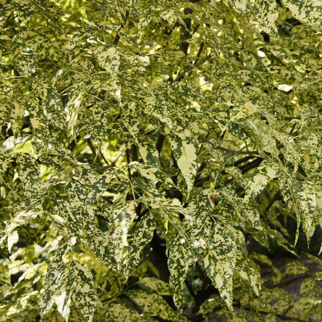 Fraxinus pennsylvanica Aucubifolia - Green Ash, Red Ash