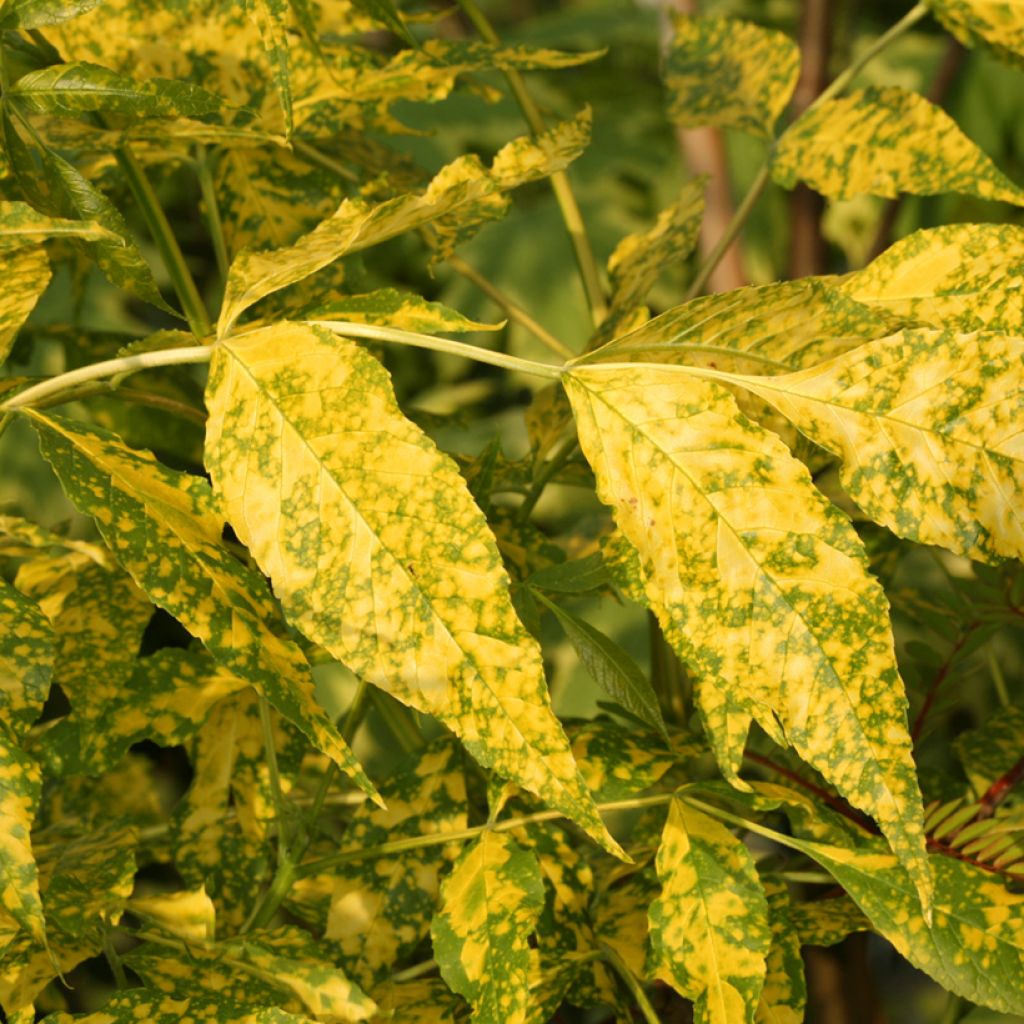 Fraxinus pennsylvanica Aucubifolia - Green Ash, Red Ash