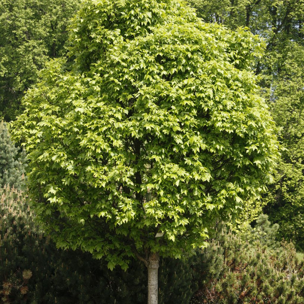 Fraxinus pennsylvanica Crispa - Green ash, Red ash.