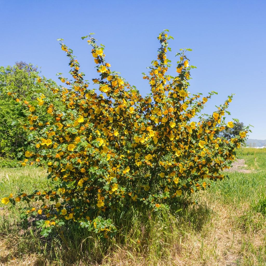 Fremontodendron californicum - Fremontia de Californie