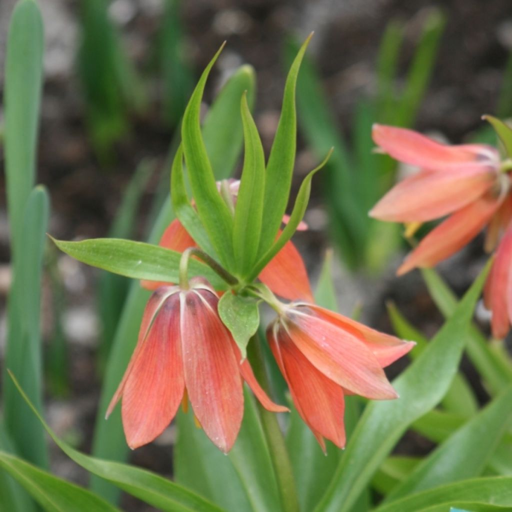 Fritillaire imperialis Bach - Couronne impériale