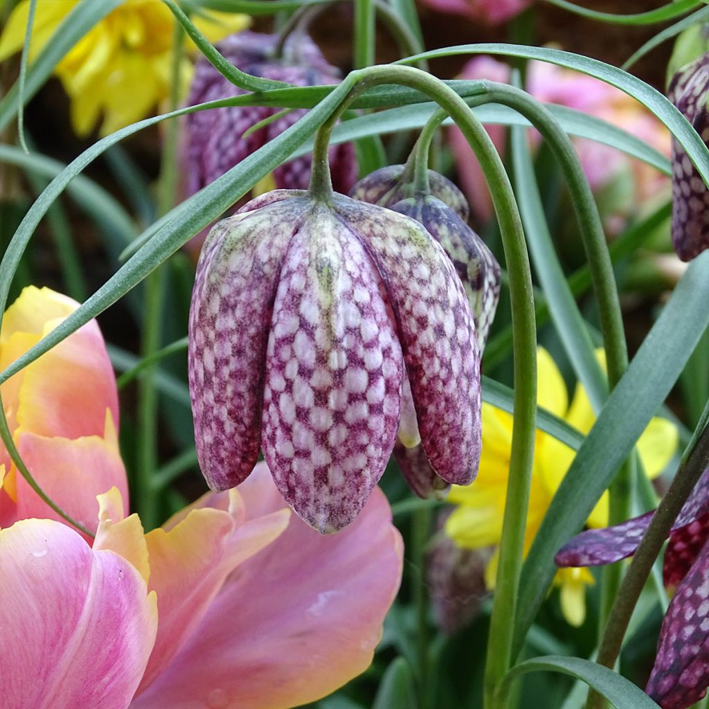 Fritillaria meleagris - Tablero de damas