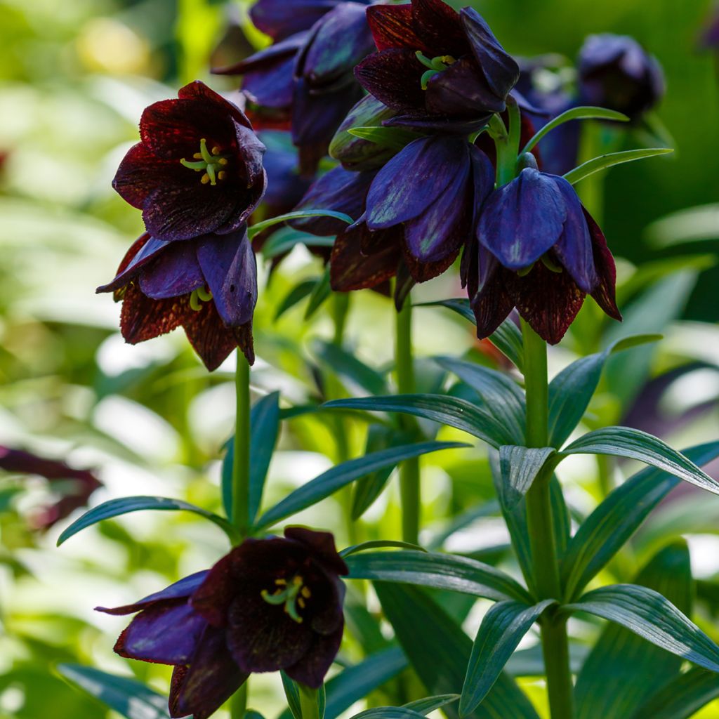 Fritillaire camschatcensis - Lys du Kamtchatka