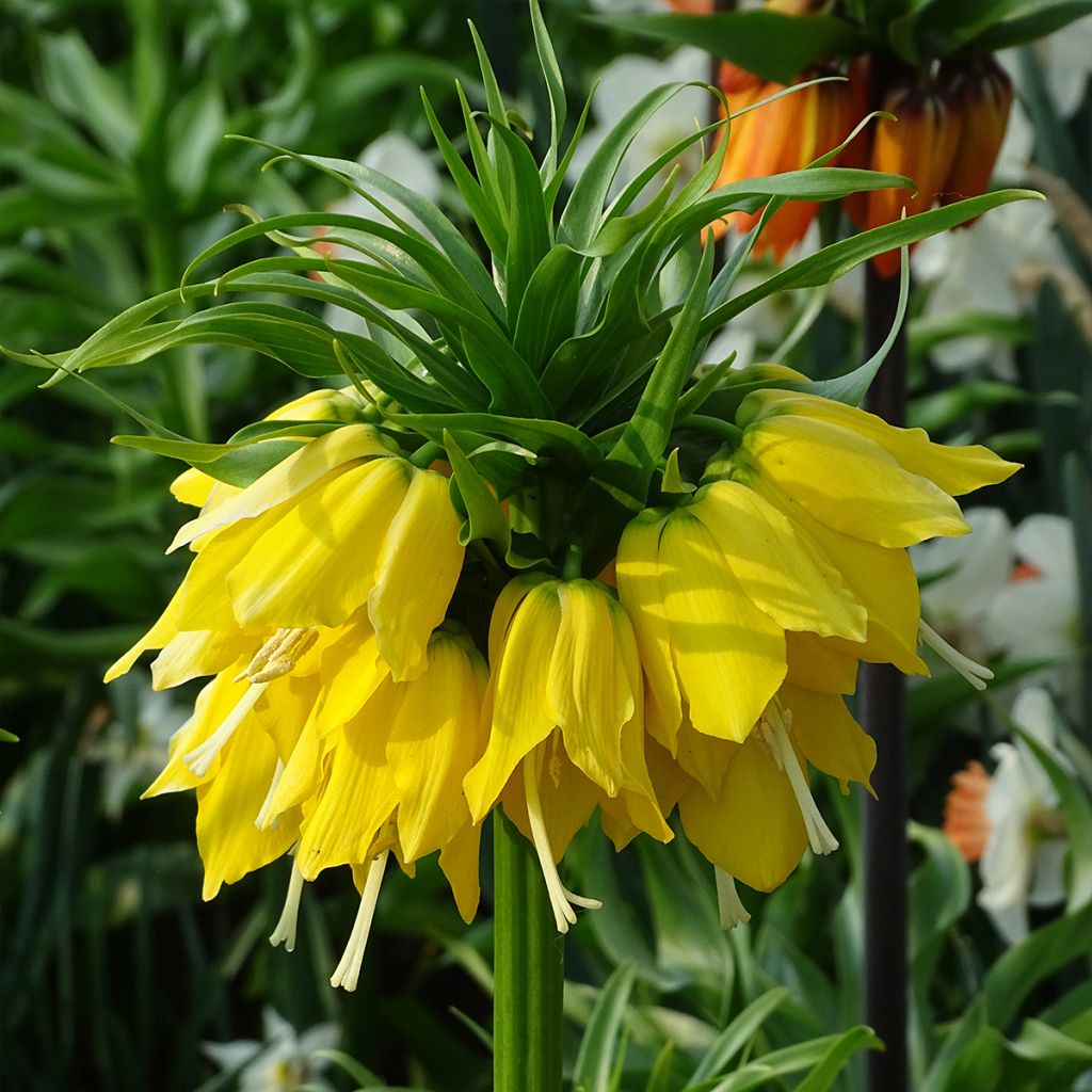 Fritillaria imperialis Lutea - Corona imperial