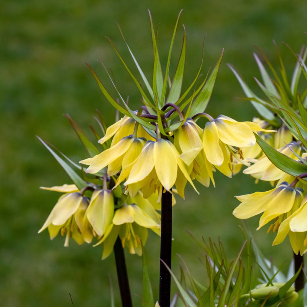 Fritillaire imperialis Early Sensation - Corona imperial