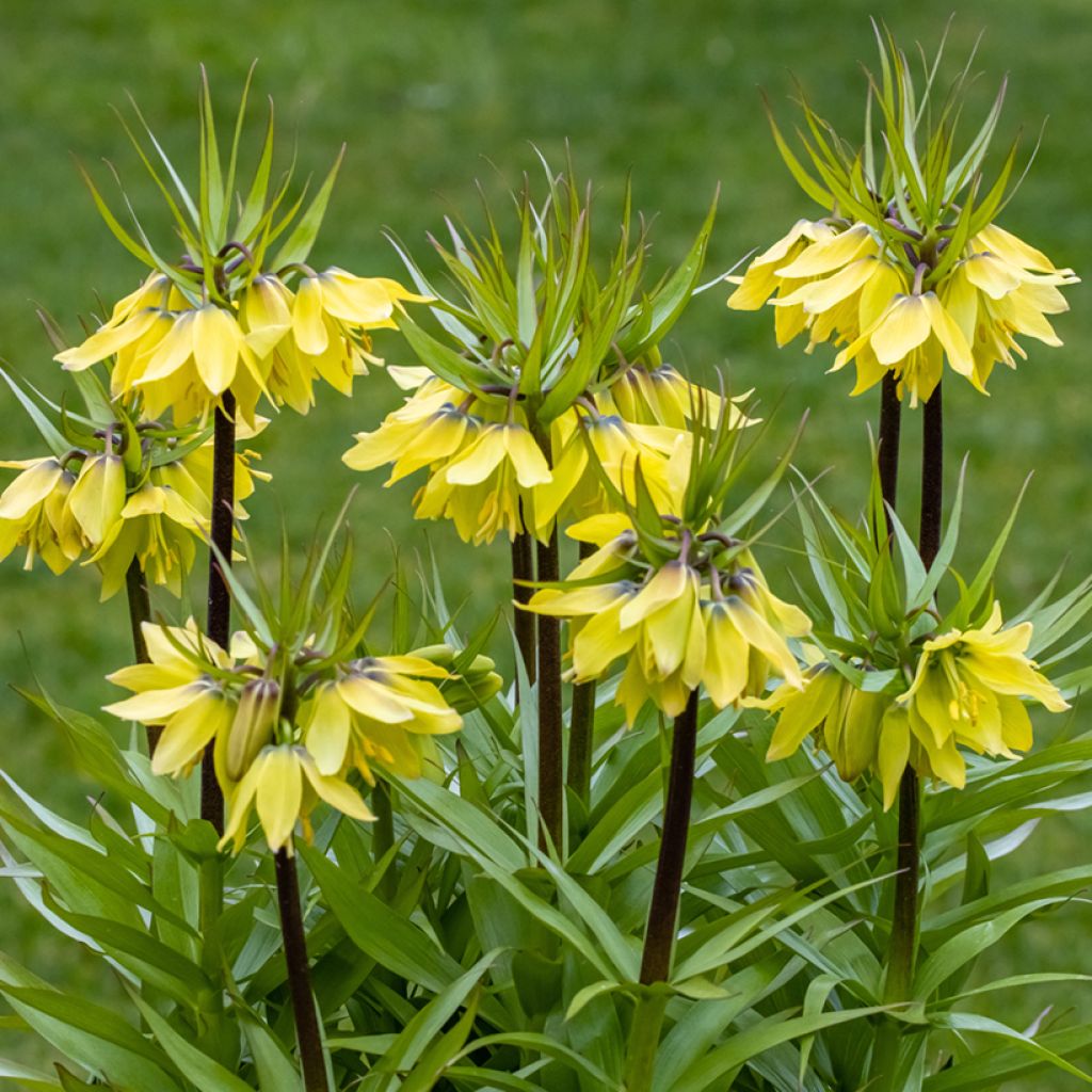 Fritillaire imperialis Early Sensation - Corona imperial