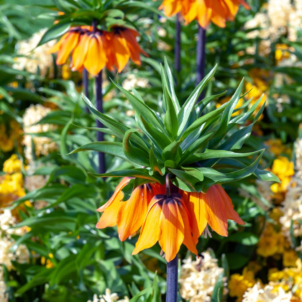 Fritillaire imperialis Sunset - Couronne impériale