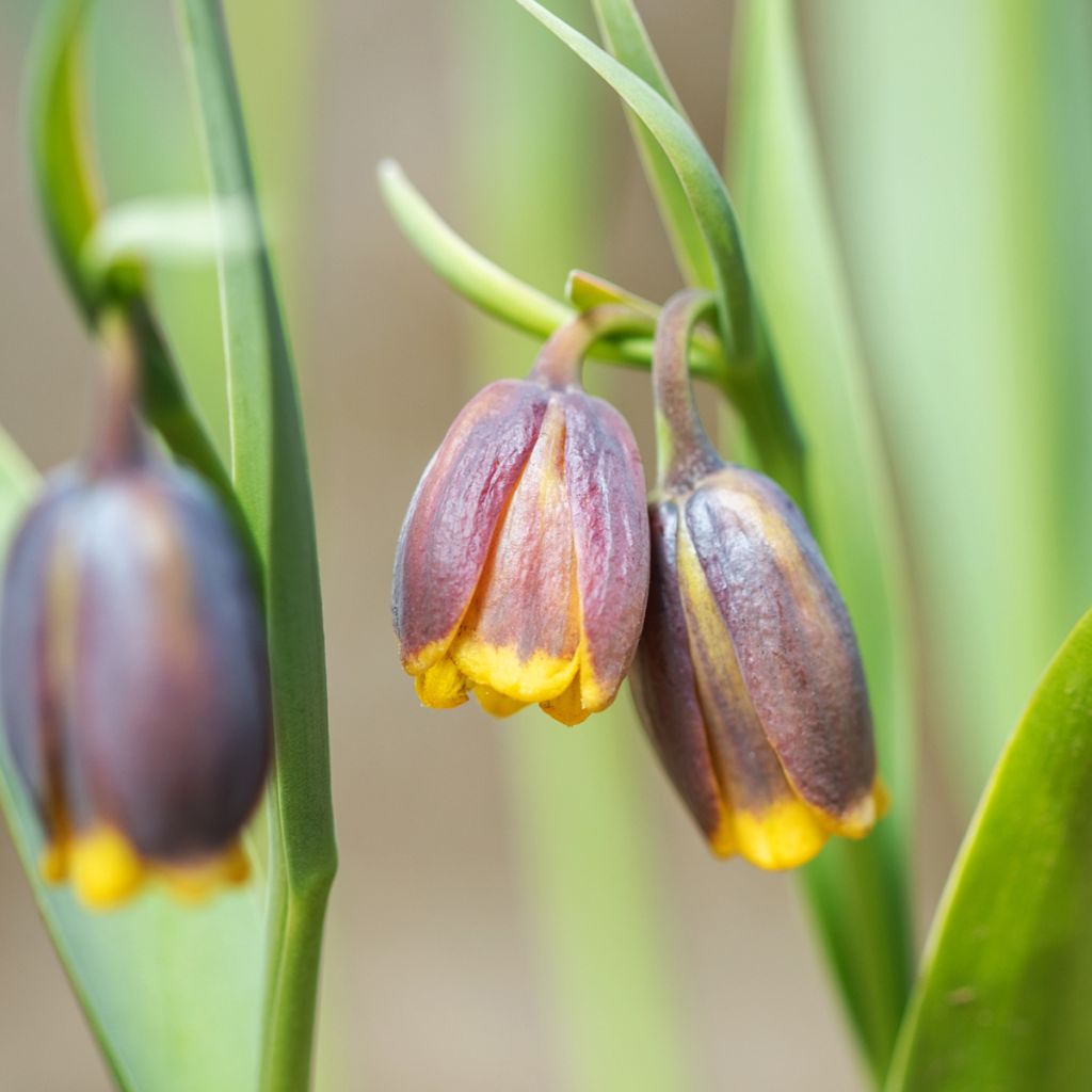 Fritillaire michailovskyi