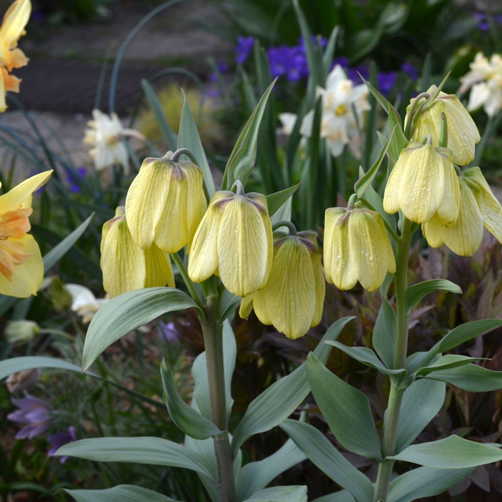 Fritillaire pallidiflora - Fritillaire à fleurs pâles