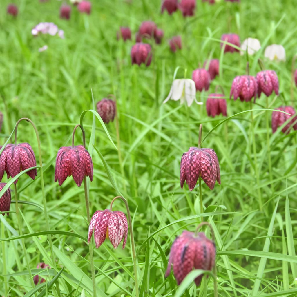 Fritillaire pintade - Fritillaria meleagris 