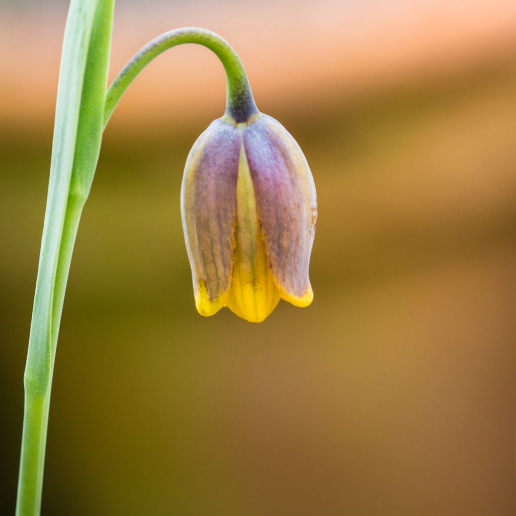 Fritillaire uva-vulpis