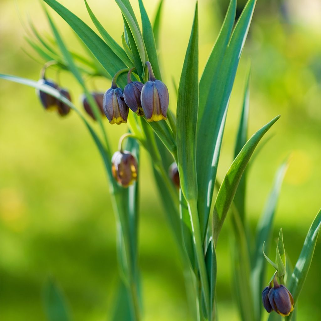 Fritillaire uva-vulpis