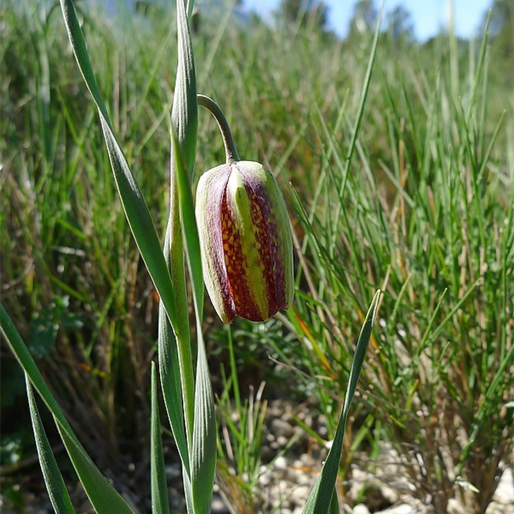 Fritillaria crassifolia ssp crassifolia - Fritilaria