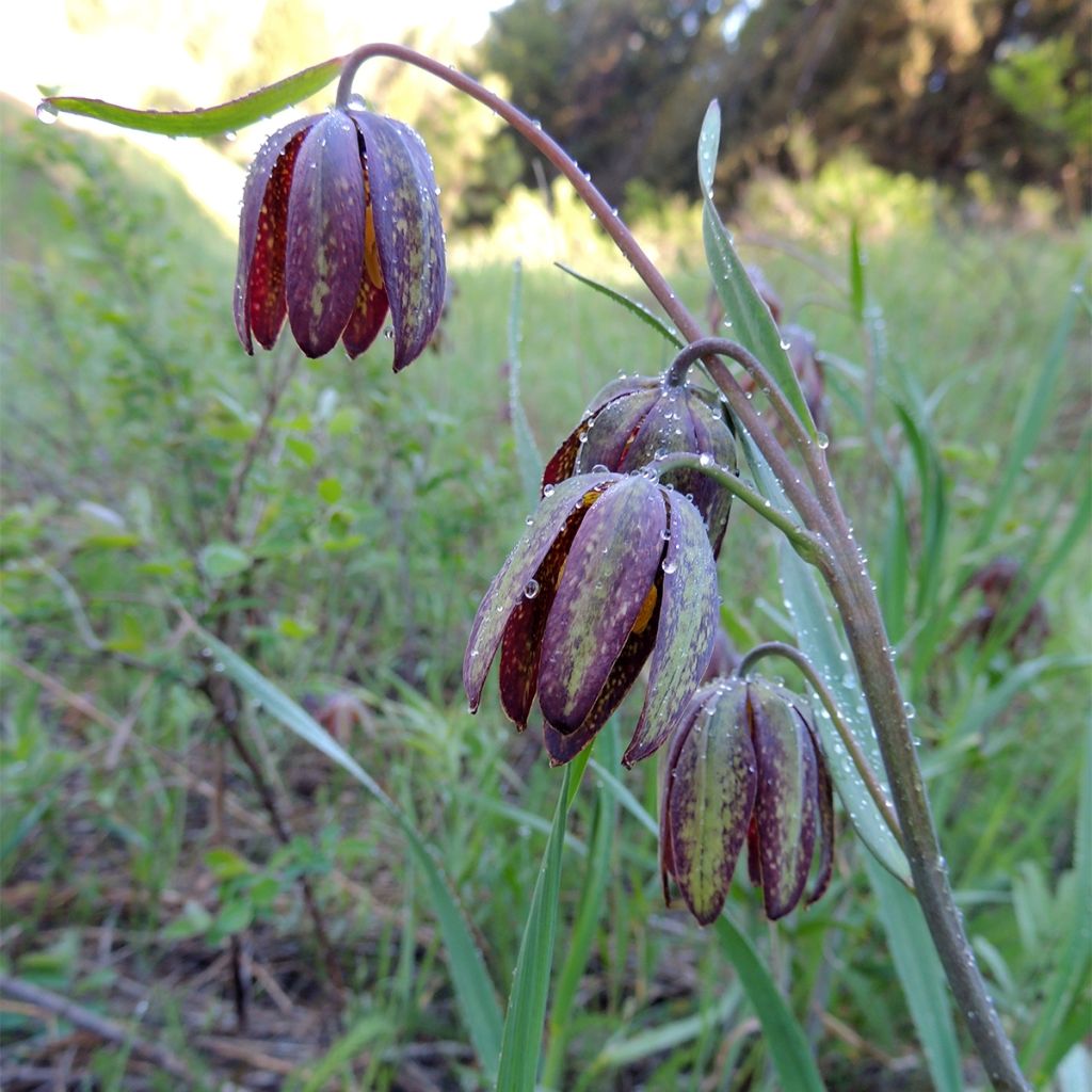 Fritillaria crassifolia ssp crassifolia - Fritilaria