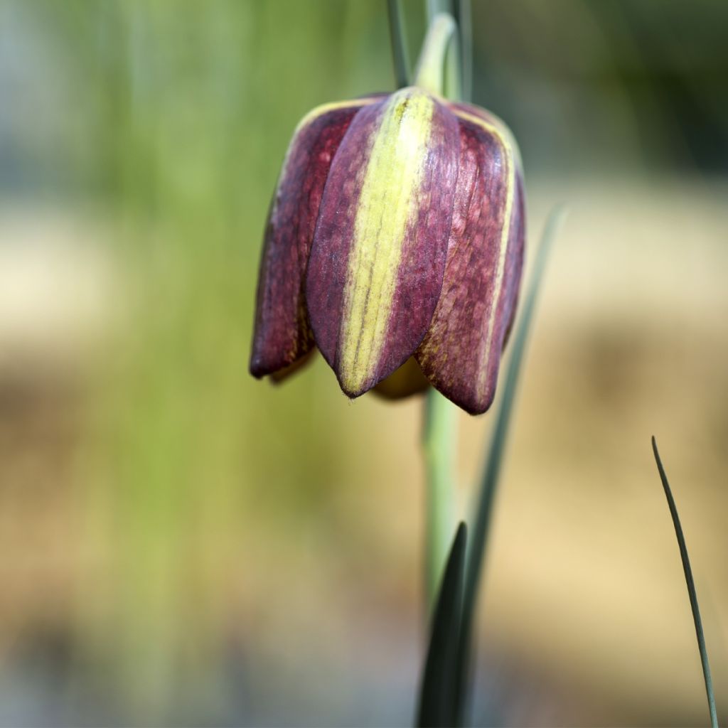 Fritillaria crassifolia ssp crassifolia - Fritilaria