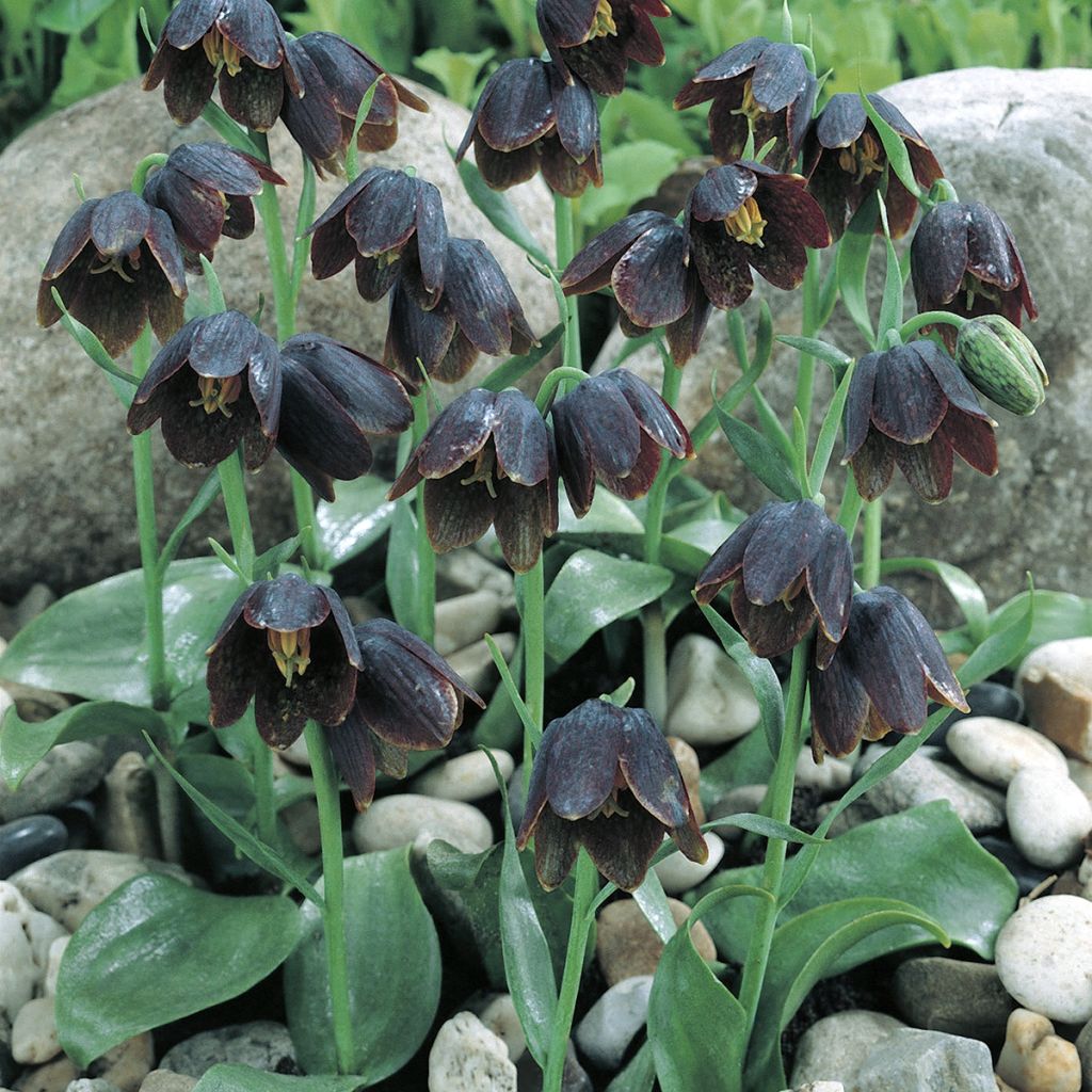 Fritillaria davisii - Fritillaire botanique