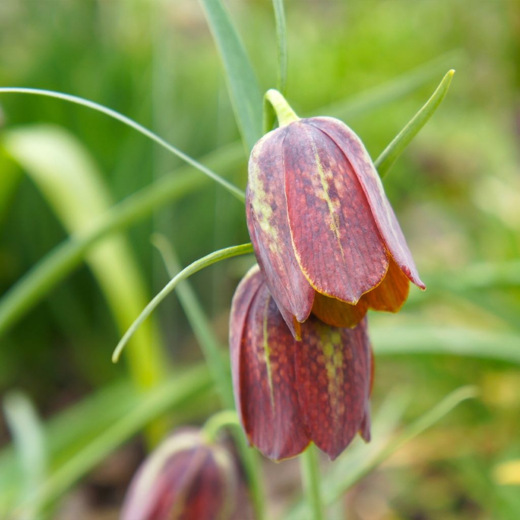 Fritillaria davisii - Fritillaire botanique