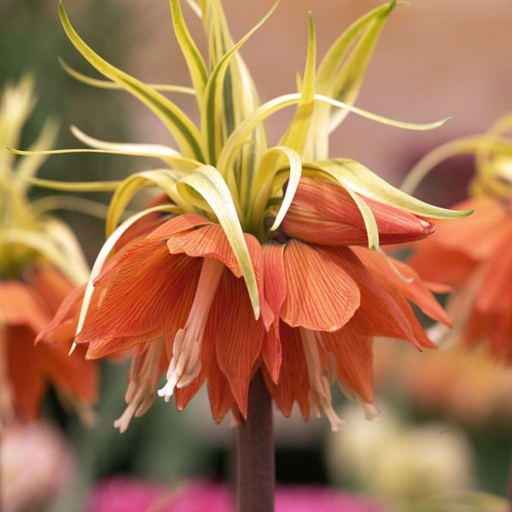 Fritillaire imperialis Aureomarginata - Couronne impériale