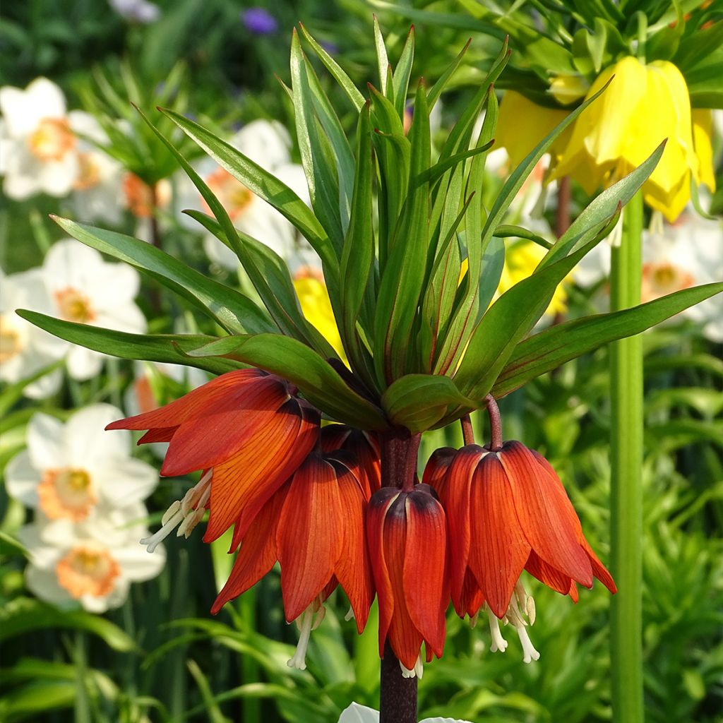 Fritillaria imperialis Rubra - Corona imperial